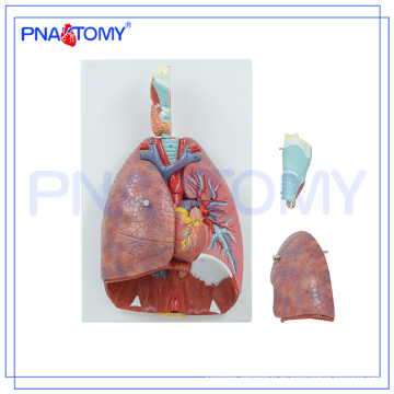 PNT-0430 Nasen-, Mund-, Pharynx- und Larynx-Cavity-Modell, humanes Atmungssystemmodell